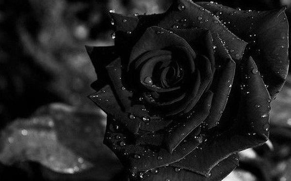Nằm chiêm bao thấy hoa hồng đen