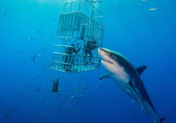 Tại sao mơ thấy cá mập?