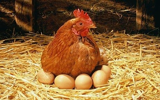 Mơ thấy con gà đẻ trứng thì là cơ hội trời cho bạn để phát triển