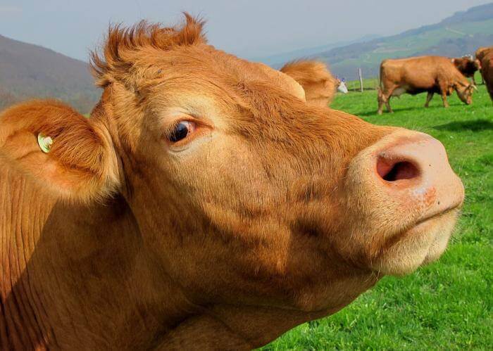Mơ thấy con bò có ý nghĩa gì và đánh số mấy chuẩn xác nhất